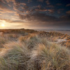Holme Dunes (Norfolk Wildlife Trust)