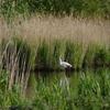 RSPB Strumpshaw Fen
