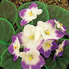 African Violet and Garden Centre