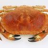 Cromer and Sheringham Crab and Lobster Festival 2019