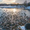 Norfolk Bird & Wildlife Fair 2019 - Pensthorpe