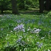 Bluebell Weeks - Fairhaven Woodland