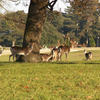 Deer & Wildlife Walk (Holkham Hall)