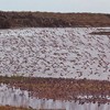 Wader Watch